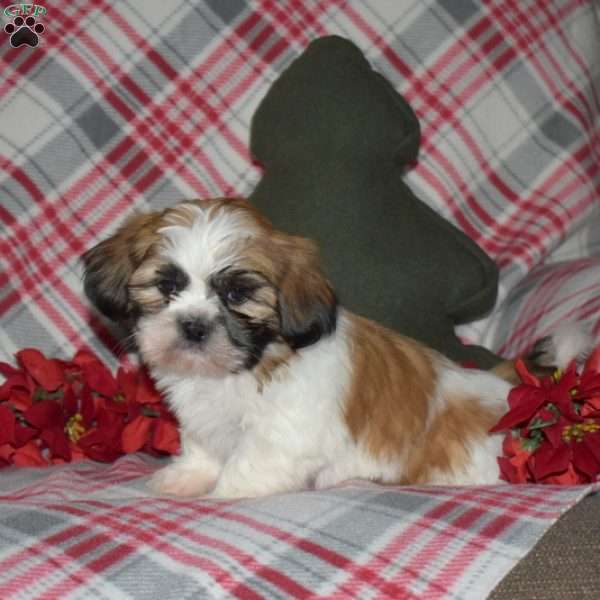 Nugget, Shih Tzu Puppy