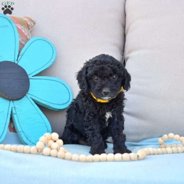 Nugget-F1B, Cavapoo Puppy