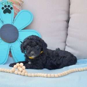 Nugget-F1B, Cavapoo Puppy