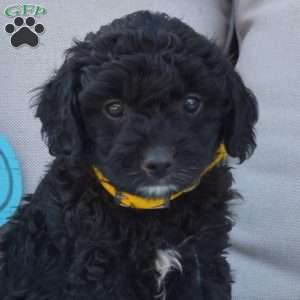 Nugget-F1B, Cavapoo Puppy