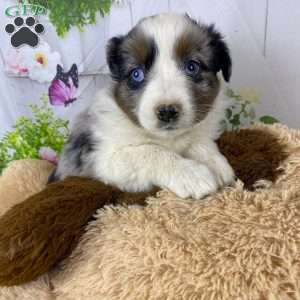 Nala, Australian Shepherd Puppy