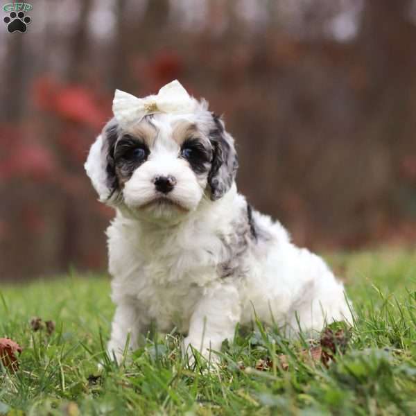 Oakley, Cockapoo Puppy