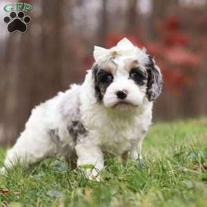 Oakley, Cockapoo Puppy