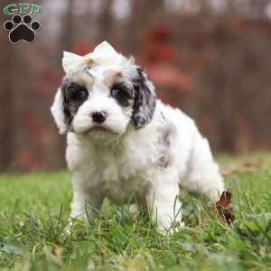 Oakley, Cockapoo Puppy