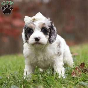 Oakley, Cockapoo Puppy