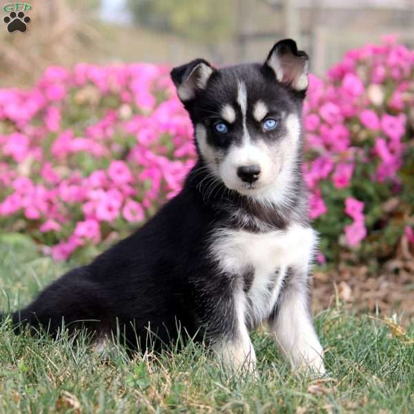 Oakley, Siberian Husky Puppy