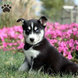 Oakley, Siberian Husky Puppy