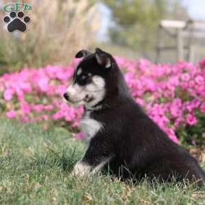 Oakley, Siberian Husky Puppy