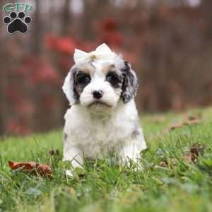 Oakley, Cockapoo Puppy