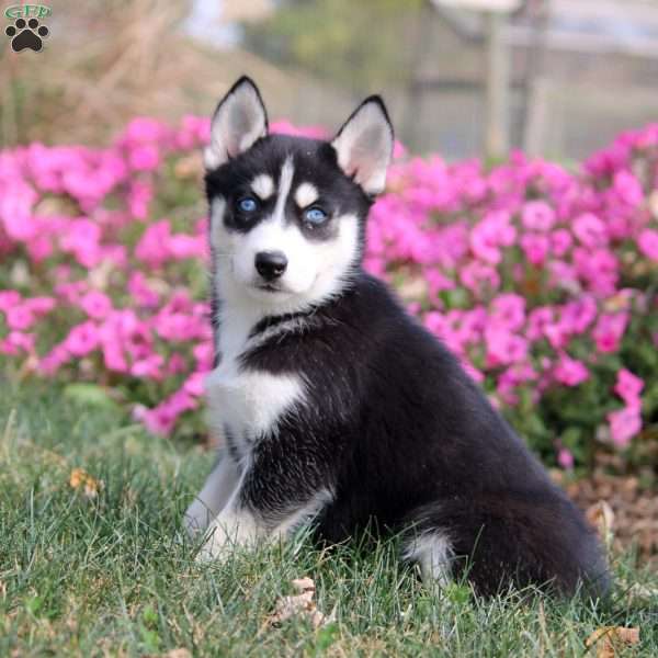 Ocean, Siberian Husky Puppy