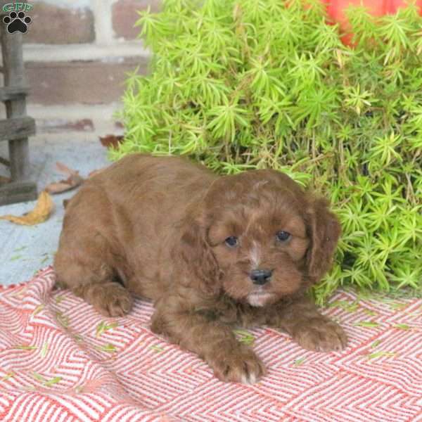 Odie, Cavapoo Puppy