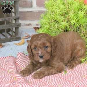 Odie, Cavapoo Puppy