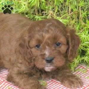 Odie, Cavapoo Puppy