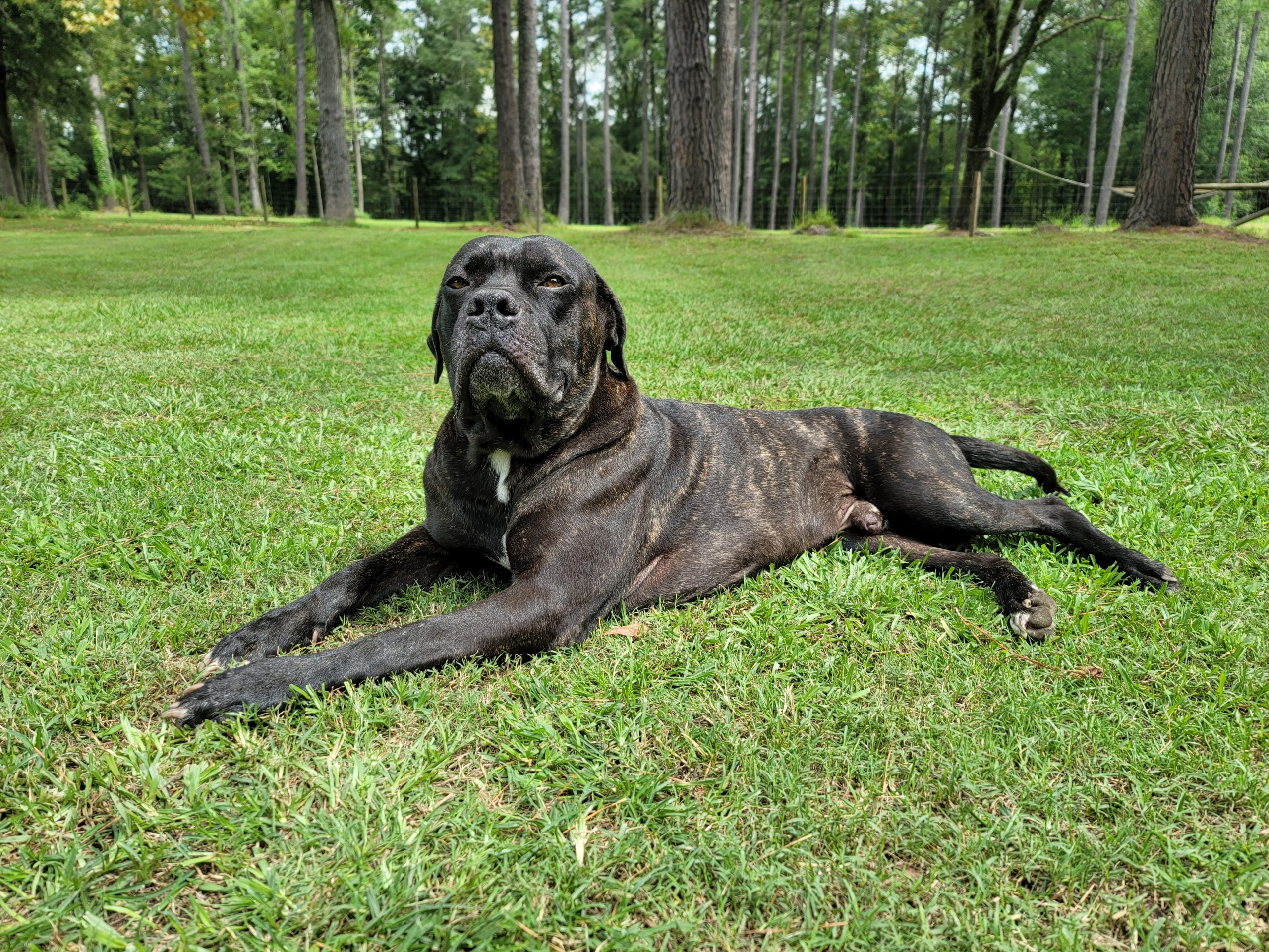 Cynthia - Cane Corso Mix Puppy For Sale in South Carolina