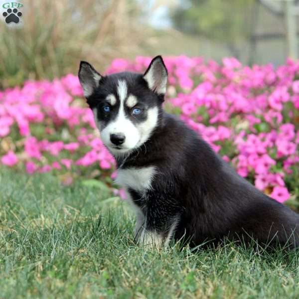 Olive, Siberian Husky Puppy