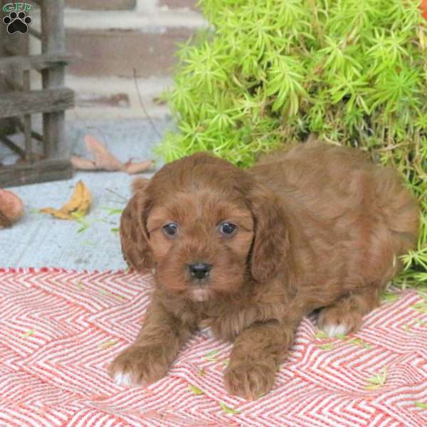 Olive, Cavapoo Puppy