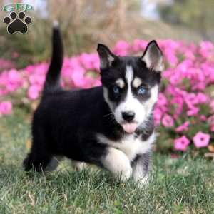 Olive, Siberian Husky Puppy