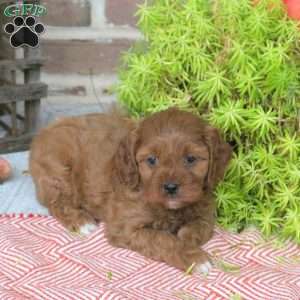 Olive, Cavapoo Puppy