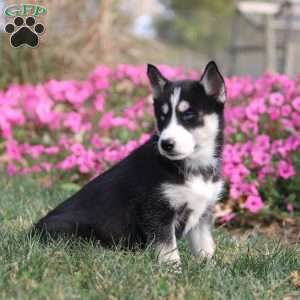 Olive, Siberian Husky Puppy