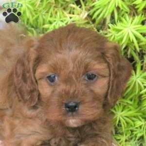 Olive, Cavapoo Puppy