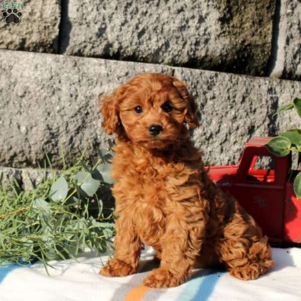 Oliver, Cavapoo Puppy