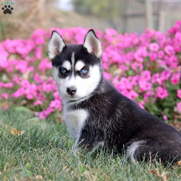 Olivia, Siberian Husky Puppy