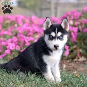 Olivia, Siberian Husky Puppy