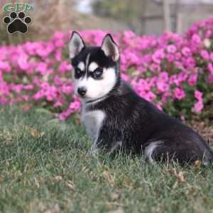 Olivia, Siberian Husky Puppy