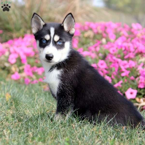 Opal, Siberian Husky Puppy