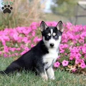 Opal, Siberian Husky Puppy