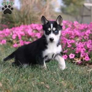 Opal, Siberian Husky Puppy