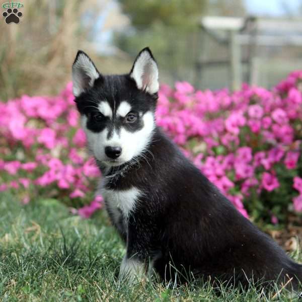 Ophelia, Siberian Husky Puppy