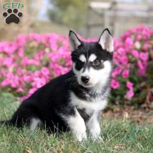 Ophelia, Siberian Husky Puppy