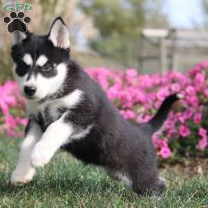 Ophelia, Siberian Husky Puppy