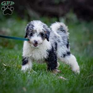 Orion, Mini Bernedoodle Puppy