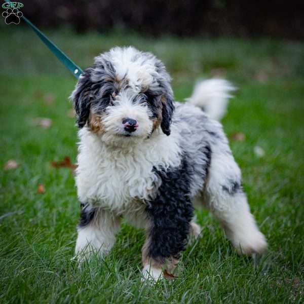 Orion, Mini Bernedoodle Puppy