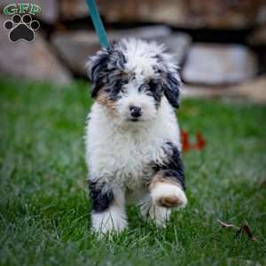 Orion, Mini Bernedoodle Puppy