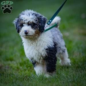 Orion, Mini Bernedoodle Puppy