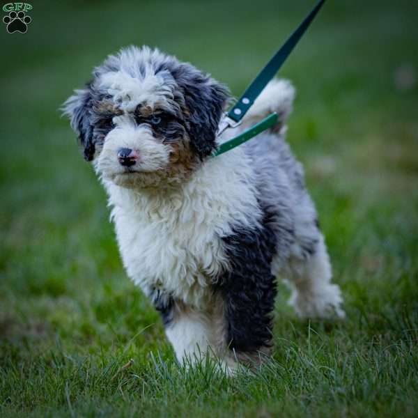 Orion, Mini Bernedoodle Puppy