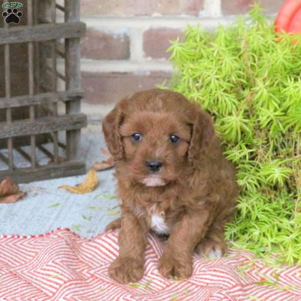 Oscar, Cavapoo Puppy