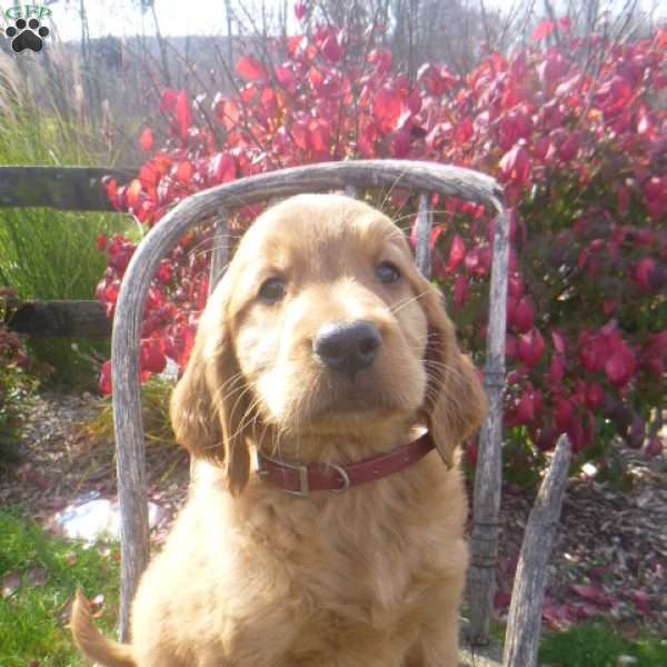 Skipper, Golden Irish Puppy