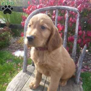 Skipper, Golden Irish Puppy