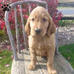 Skipper, Golden Irish Puppy