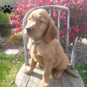 Storm, Golden Irish Puppy