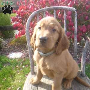 Storm, Golden Irish Puppy