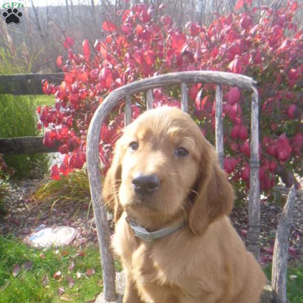 Storm, Golden Irish Puppy