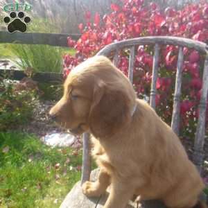 Storm, Golden Irish Puppy