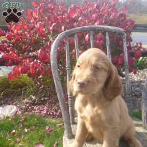 Stella, Golden Irish Puppy