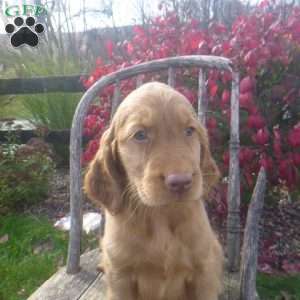 Stella, Golden Irish Puppy