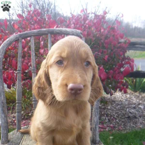 Stella, Golden Irish Puppy